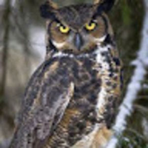 Meet your Posher, Gregory